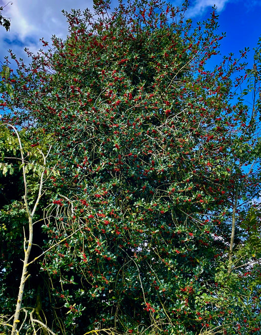 HOLLY - Ilex Aquifolium
