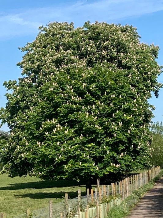 Horse Chestnut - Aesculus Hippocastanum