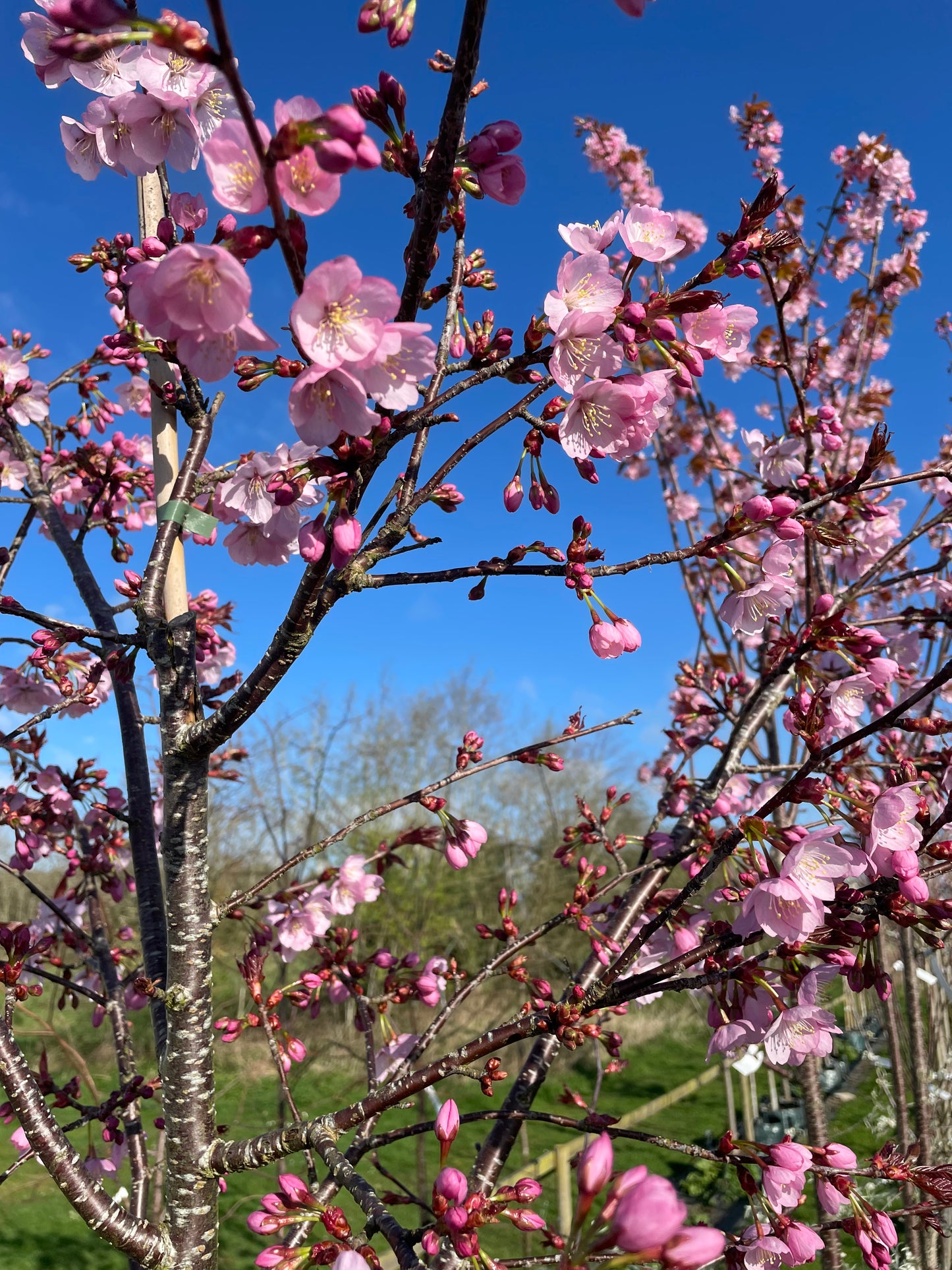 Flowering Cherry - Prunus Sargenti