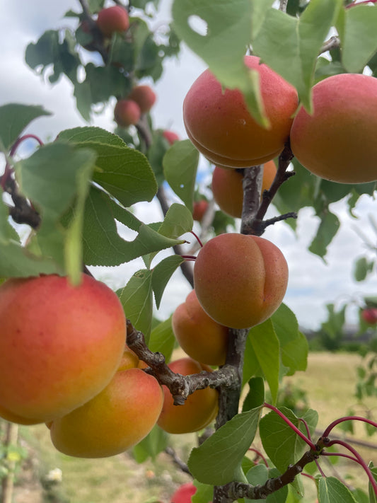 Apricot - Bergeval
