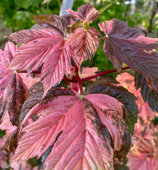 Acer - Simon-Louis Freres