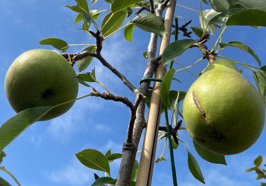 Pear - Invincible Delwinor Fertilia