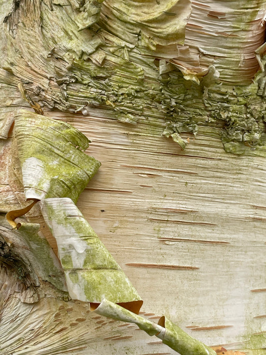 Birch - Betula Jacquemonti