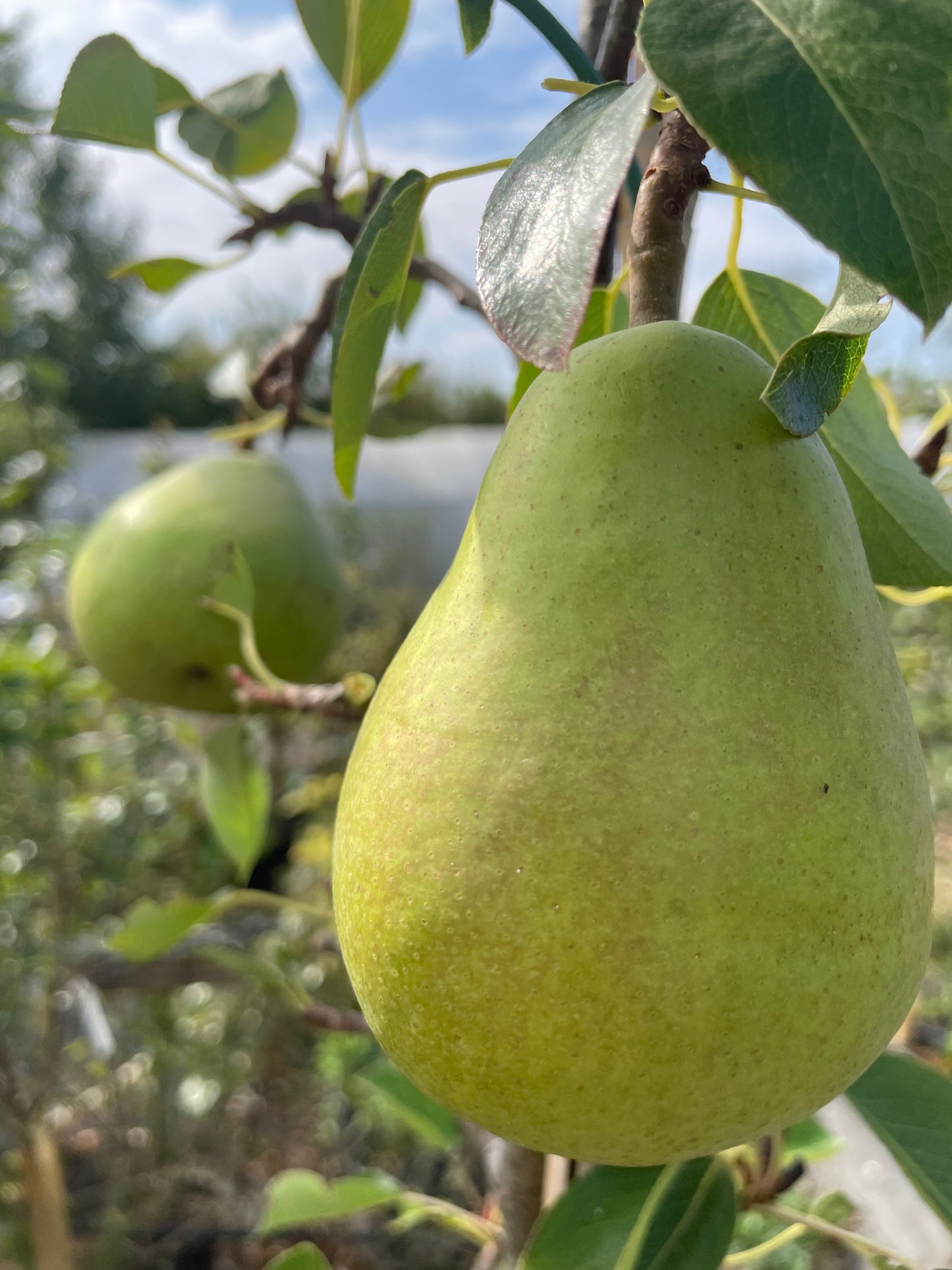 Pear - Invincible Delwinor Fertilia