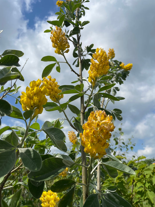 Cytisus Battandieri - Pineapple tree