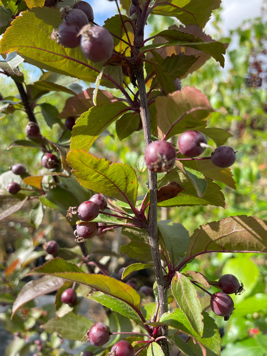 Crab Apple - Malus Prainie Fire