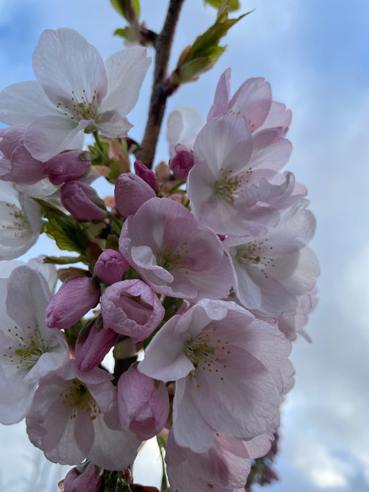 Prunus Mikurama-gaeski