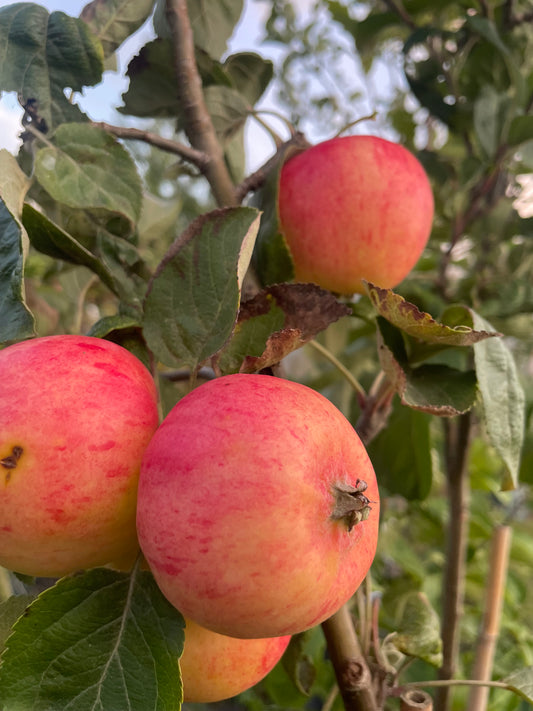 Apple - Red Millers Seedling