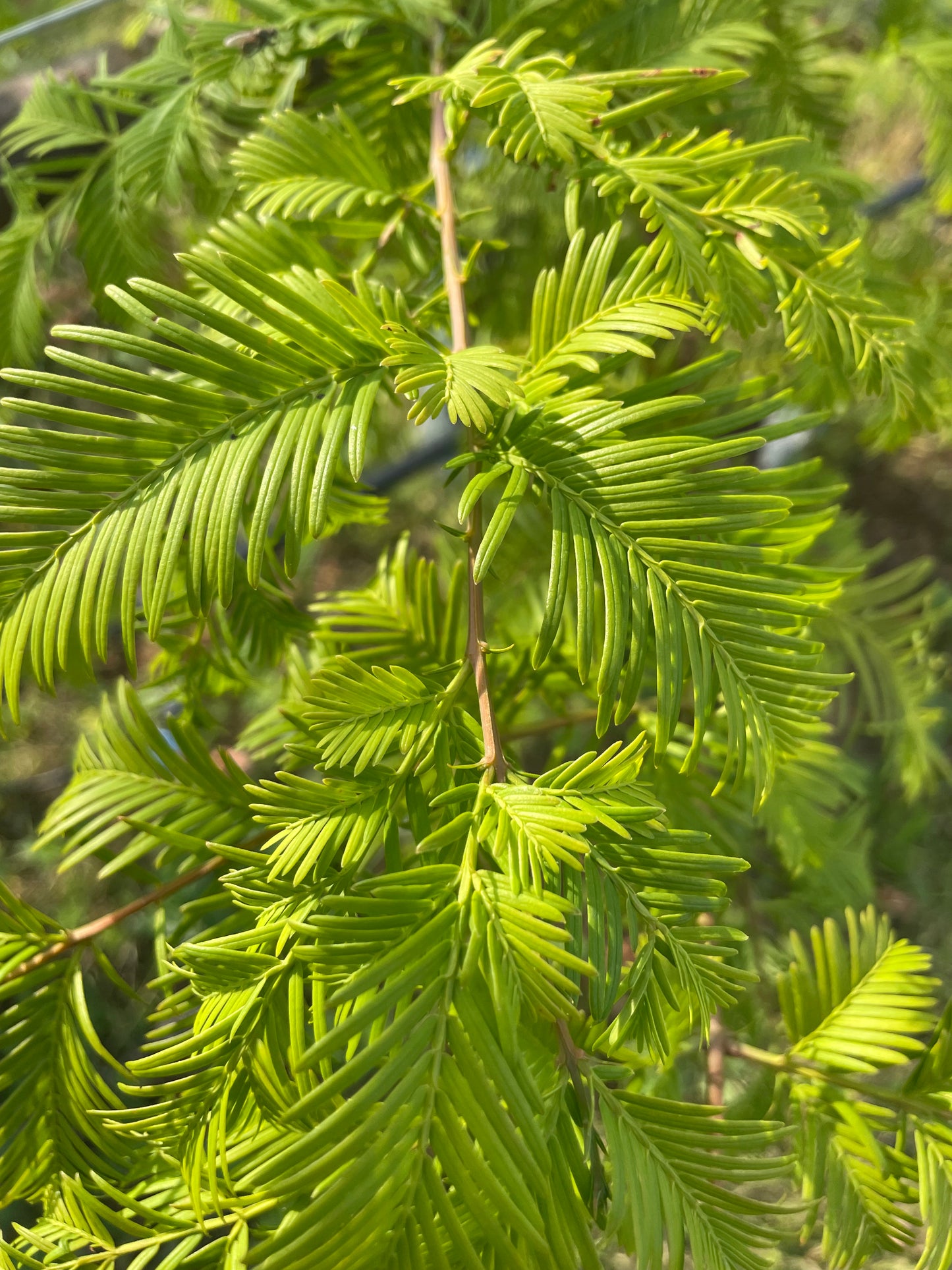 Dawn Redwood