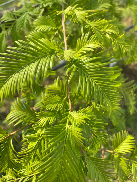 Dawn Redwood