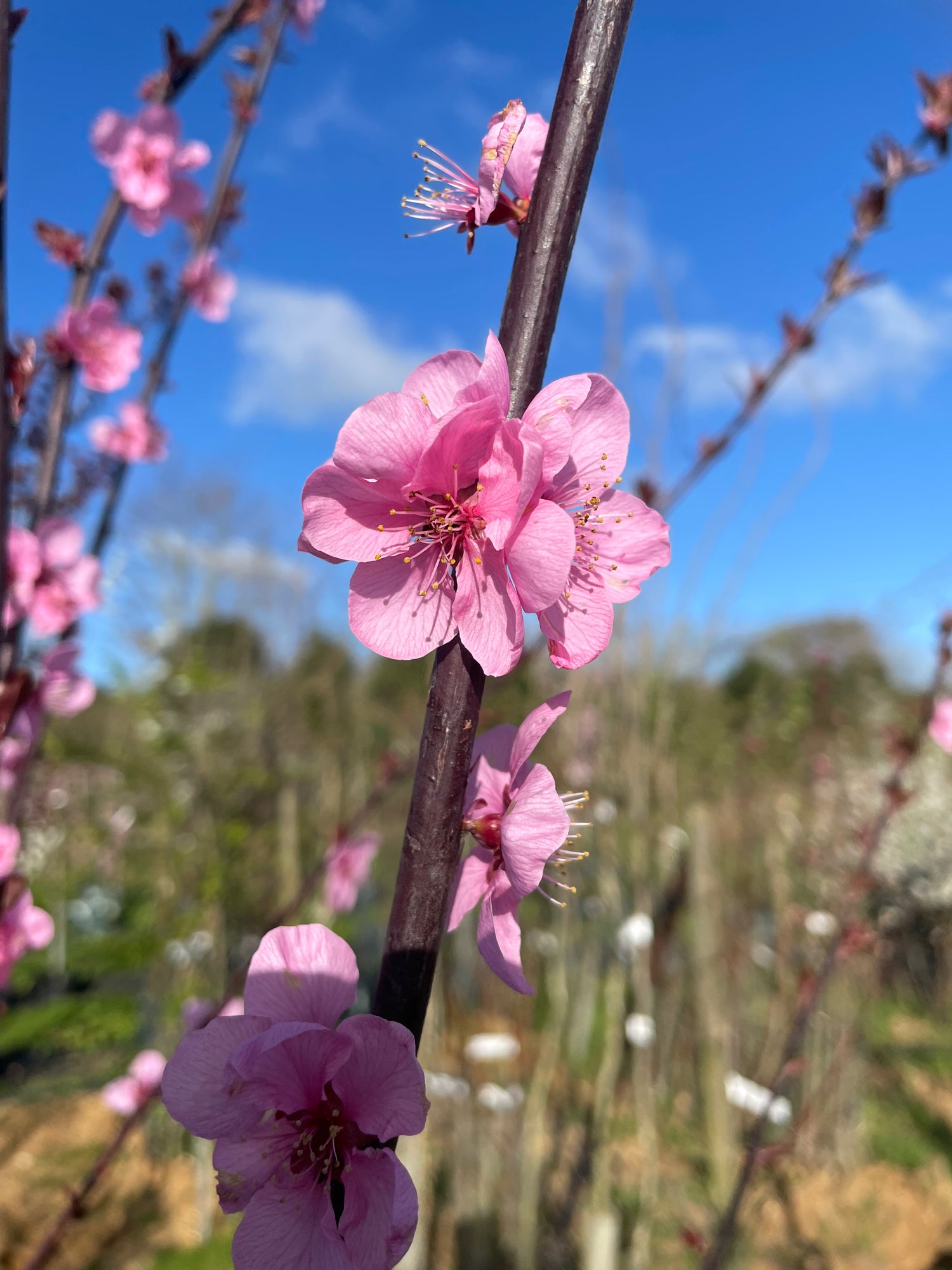 Prunus Spring Glow Rhs Prunus Spring Glow – Birds Farm Trees