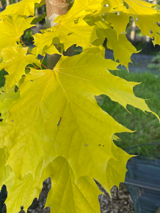 Acer - Princeton Gold
