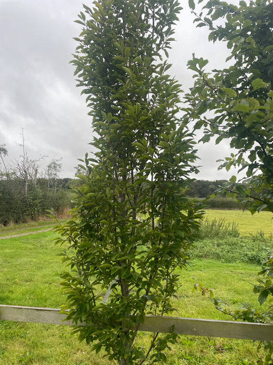 Hornbeam Lucas