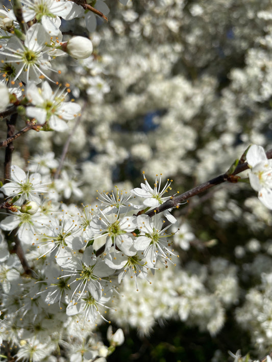 Hedge - Blackthorn