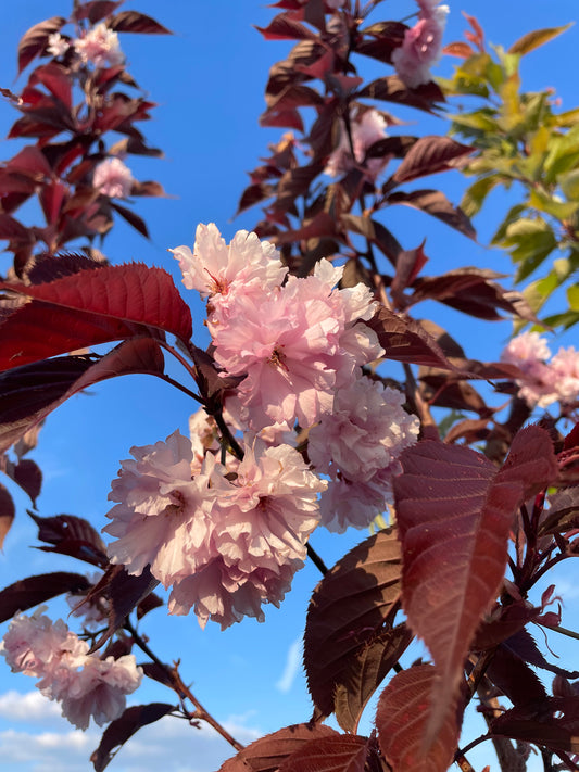 Flowering Cherry - Prunus Royal Burgundy