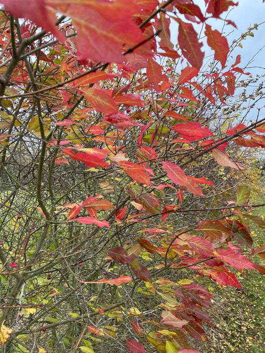 Hedge - Mixed Native
