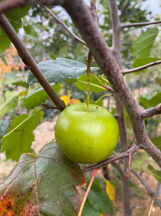 Crab Apple - Malus Elk River