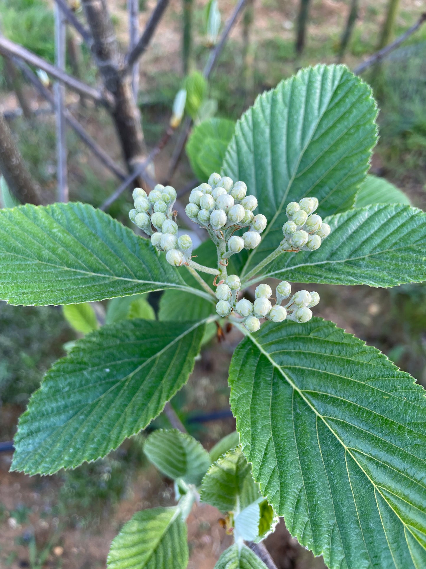 Sorbus Aria Majestica