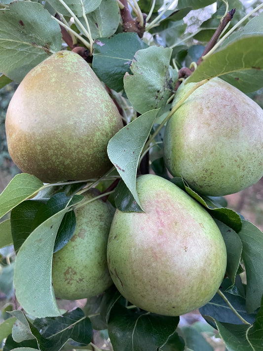 Patio Tree - Pears