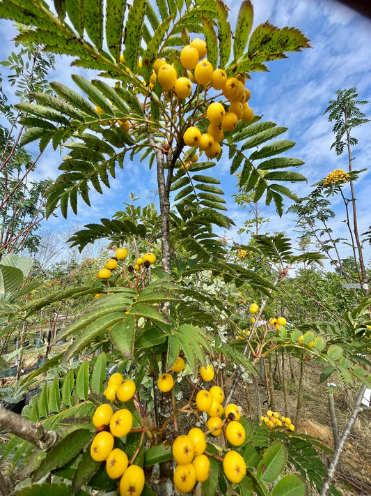 Sorbus - Sunshine Yellow