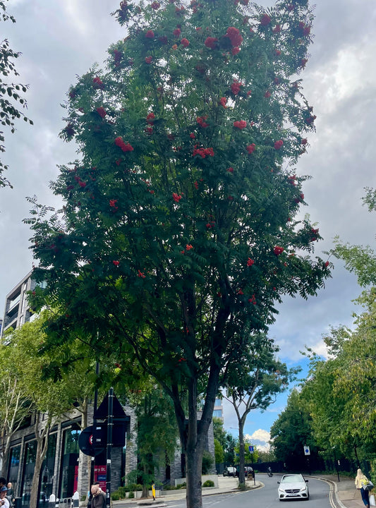 Sorbus - Cardinal Royal