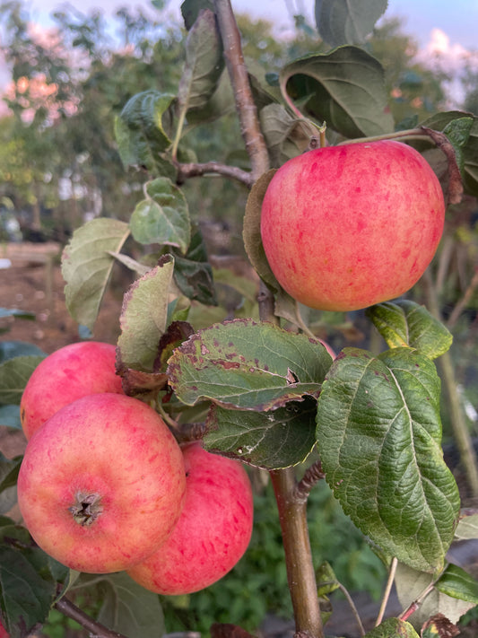 Apple - Red Millers Seedling