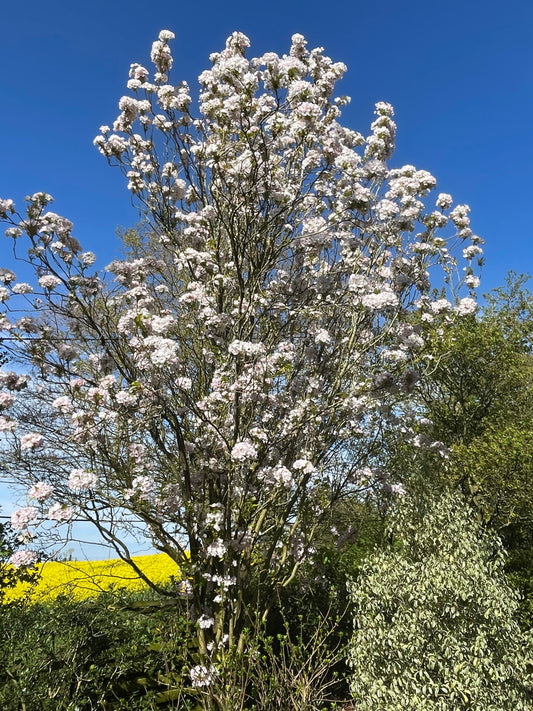 Flowering Cherry - Prunus Amanogawa