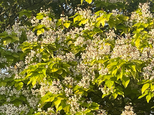 Indian Bean Tree - Catalpa Bignonioides "Aurea"