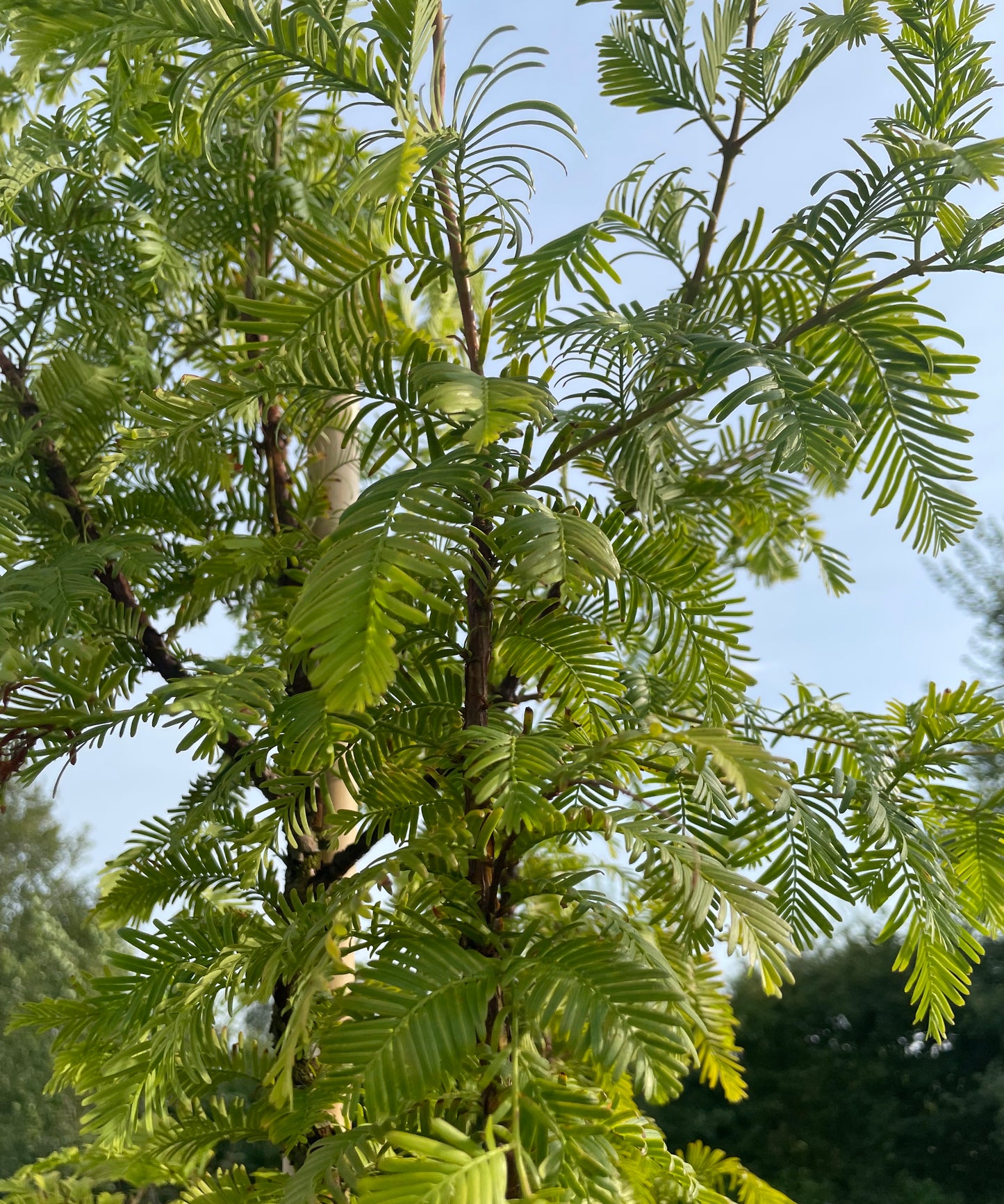 Dawn Redwood