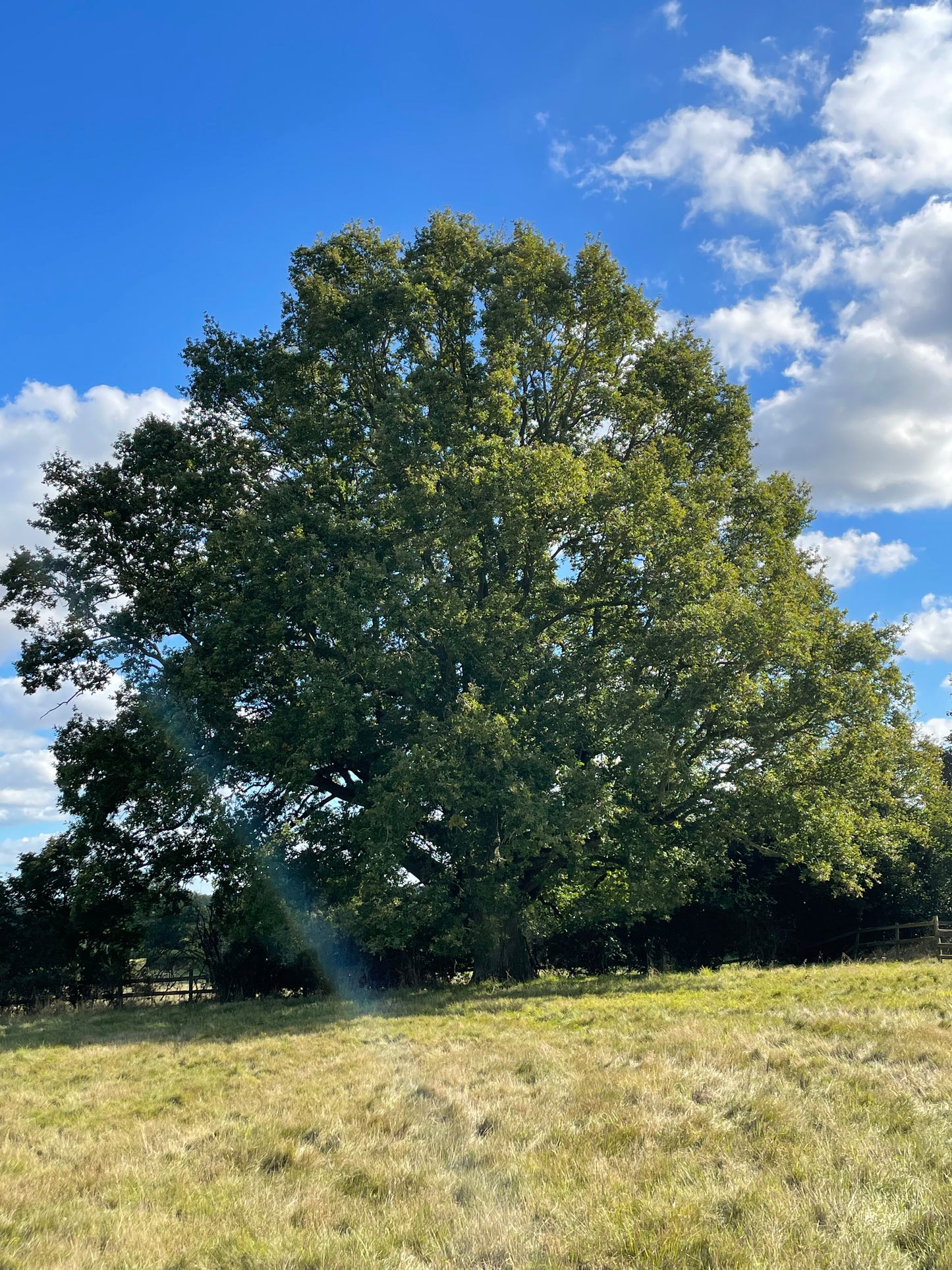 Oak - English Oak