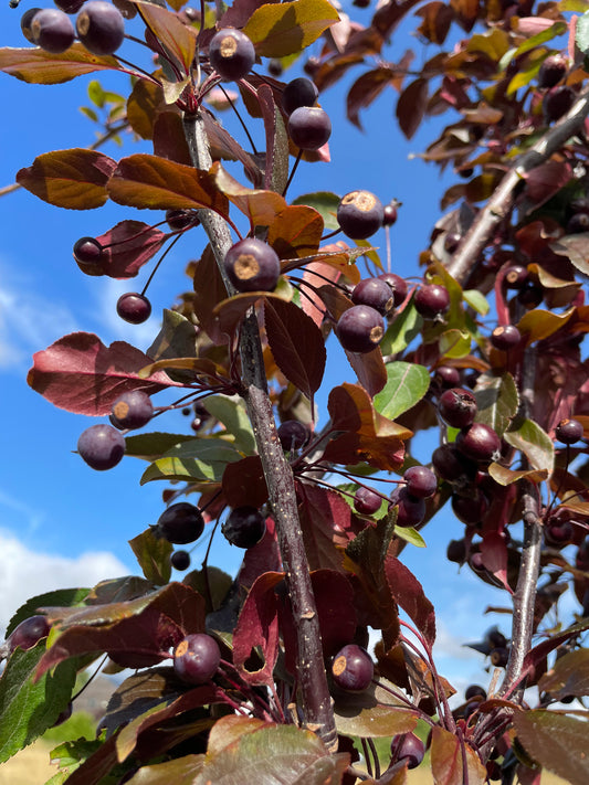 Crab Apple - Malus Scarlett