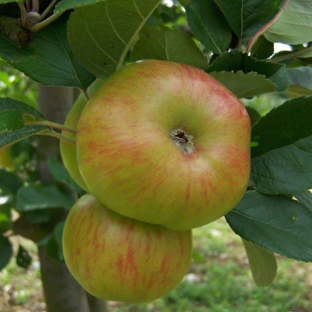 Apple - Bramley 20