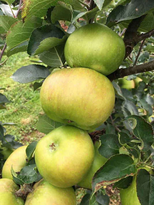 Apple - Bramley Original