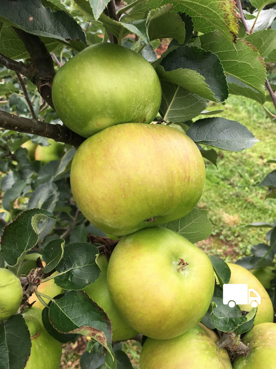 Apple - Bramley Seedling