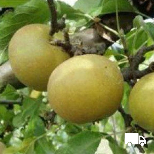 Apple - Egremont Russet