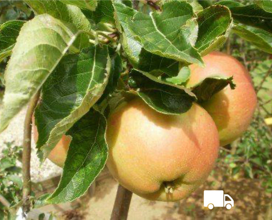 Apple - James Grieve