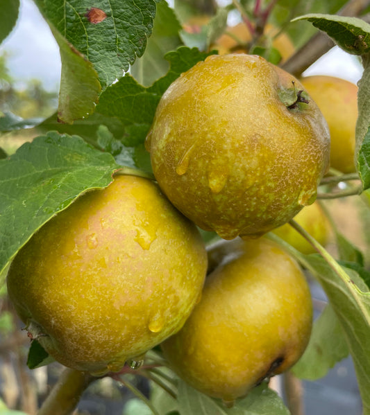 Apple - St Edmunds Russet