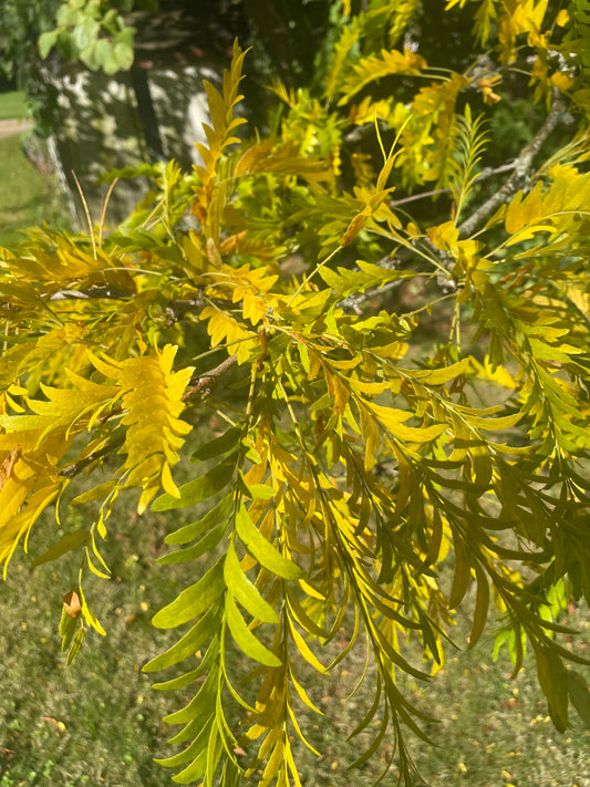 Gleditsa - Sunburst Honey Locust Tree