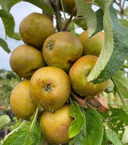 Apple - St Edmunds Russet