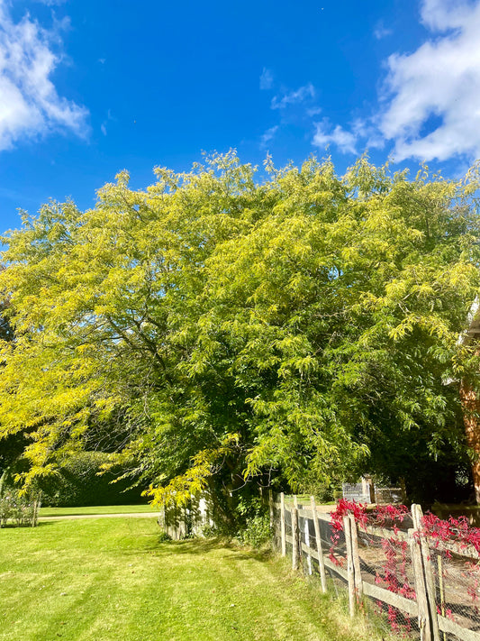 Gleditsa - Sunburst Honey Locust Tree