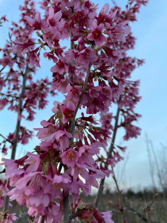 Prunus Okame