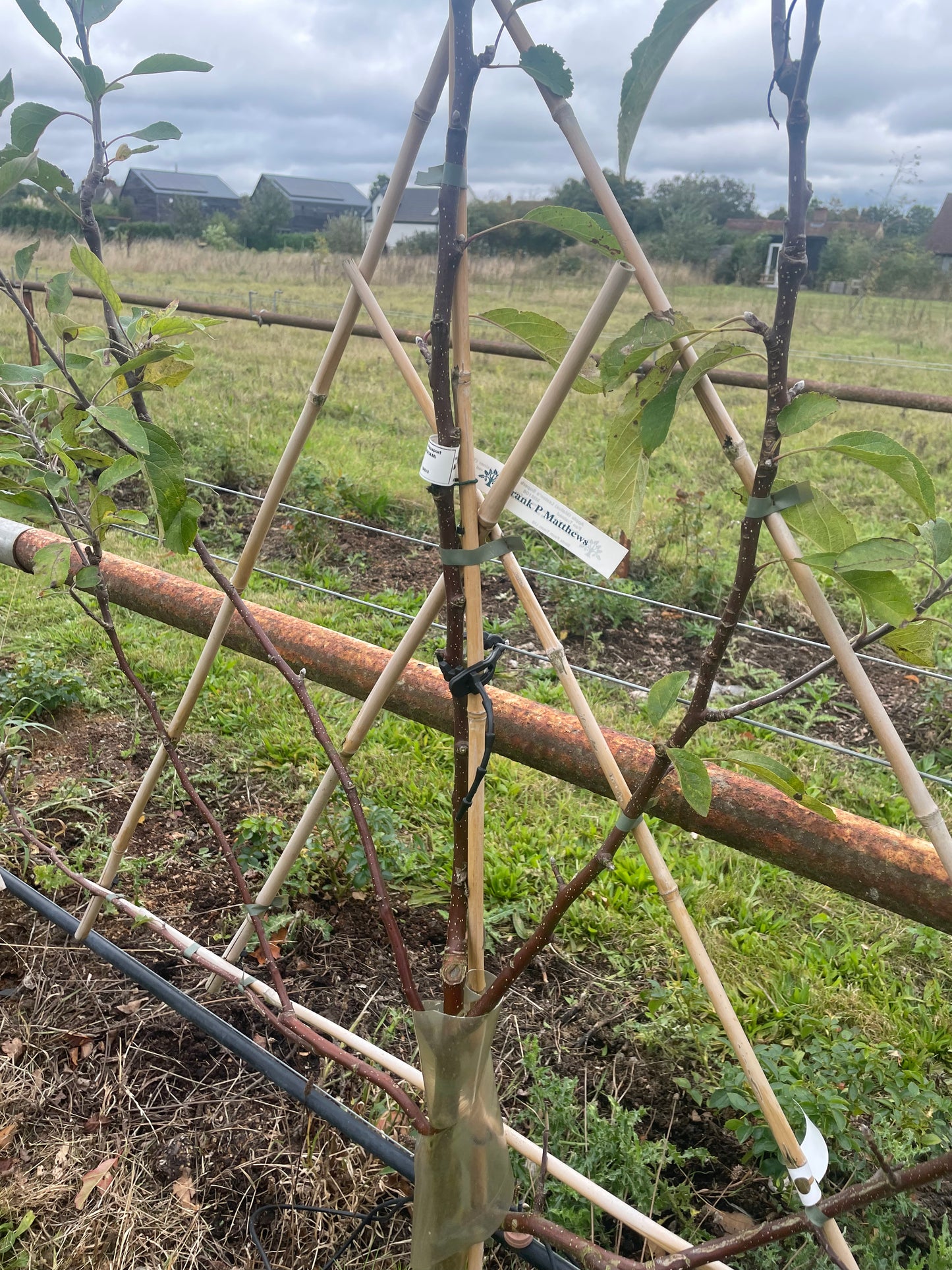 Apple - Bramley Seedling