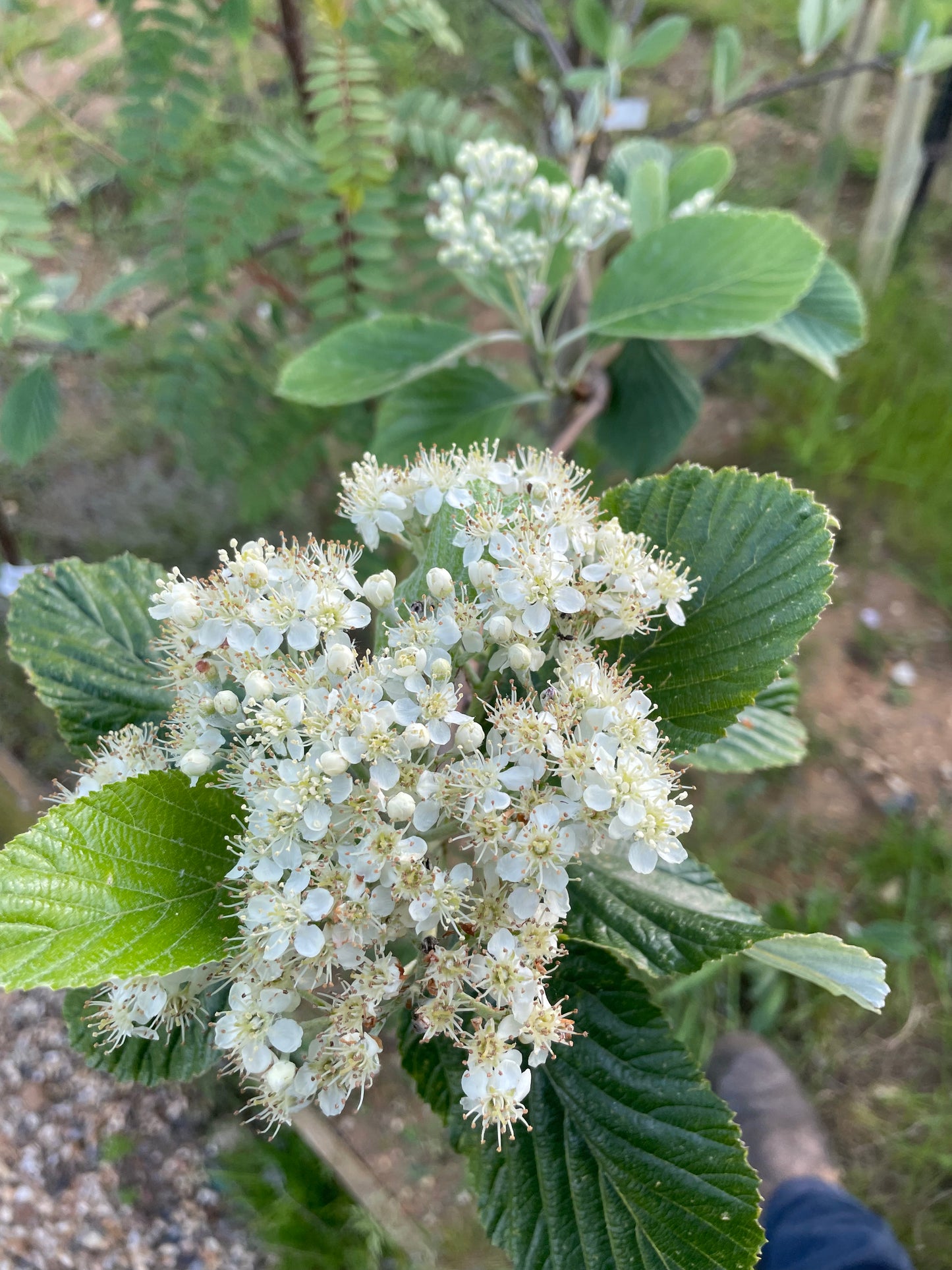 Sorbus Aria Majestica