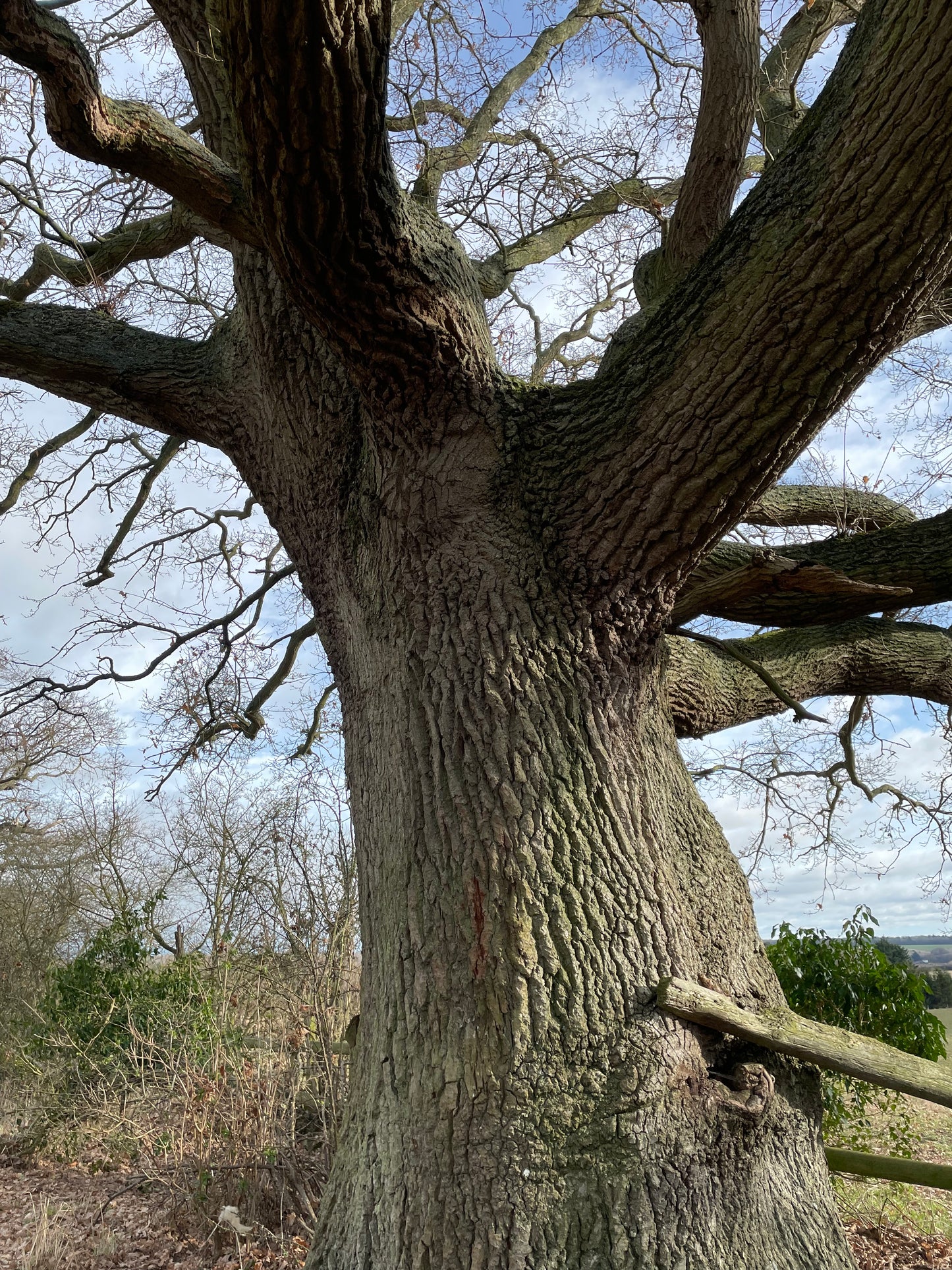 Oak - English Oak