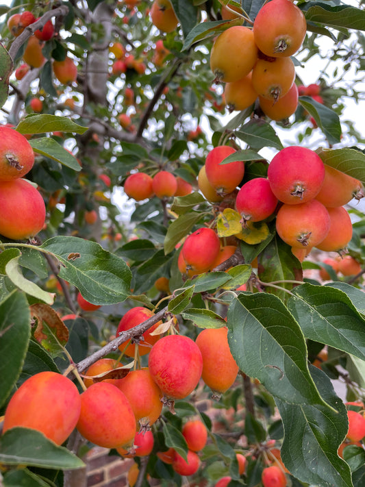 Crab Apple - Malus John Downie