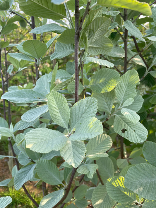 Sorbus Aria Lutescens