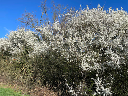 Hedge - Blackthorn
