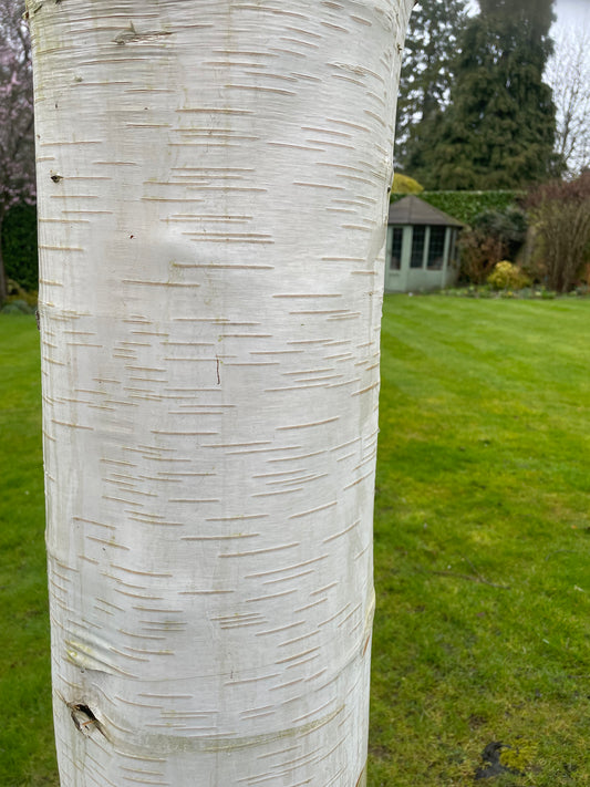 Birch - Betula Jacquemonti