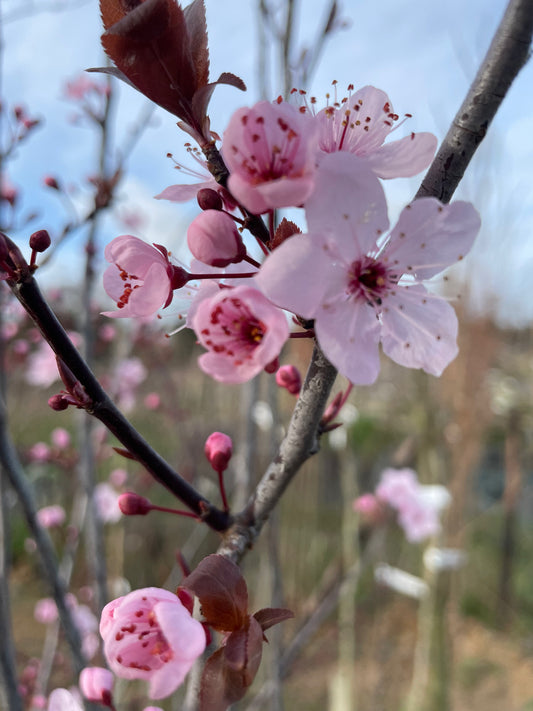 Flowering Cherry - Prunus Pissardii Nigra