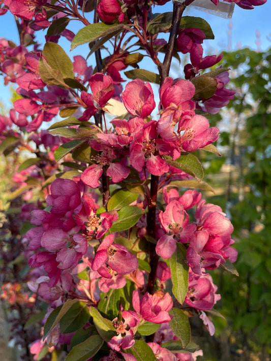 Malus Indian Magic